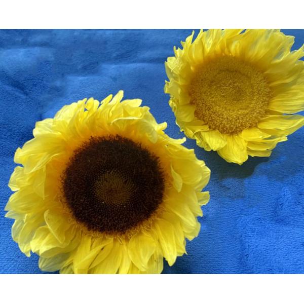 Flor conservada Flor de sol romántico regalo de San Valentín material de ramo hecho a mano