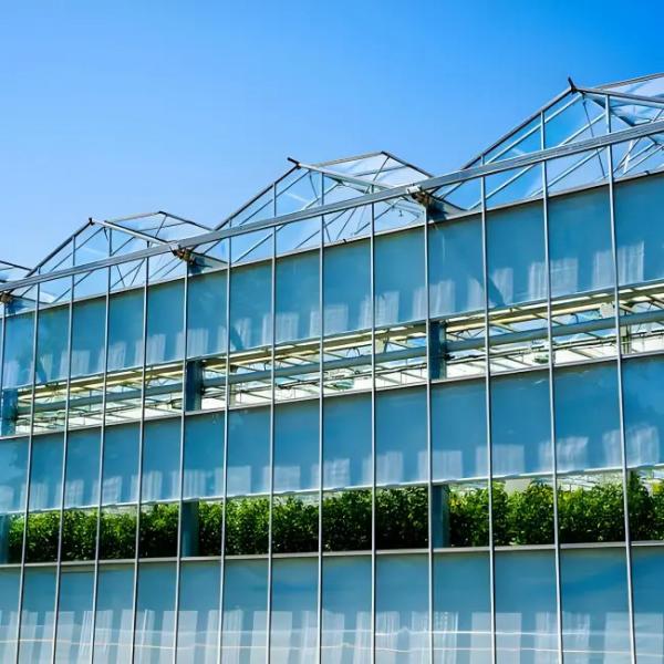 Galvanized Steel structure With Hydroponic Growing Systems Automated Intelligent Venlo stype greenhouse