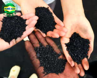 Black Granular Water Soluble Potassium Humate Uses In Agriculture ISO9001 Certified
