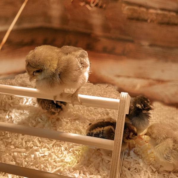 Gray Chick Perch Strong Wooden Jungle Gym Roosting Bar Chicken Toys for Coop and Brooder