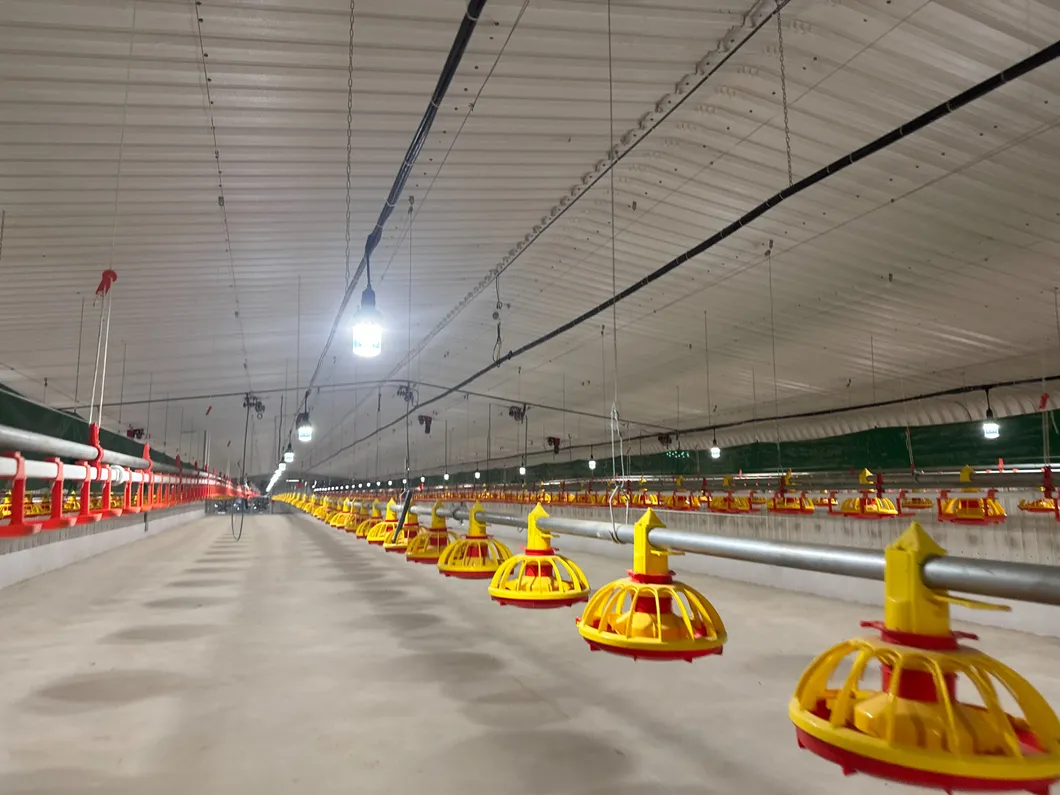 Automatic Poultry Feeding Pan Broiler Farm Floor Raising System