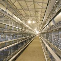 Système automatique de cage de couche d'oeufs de poulet de batterie d'équipement d'aviculture de couche