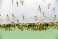 Insecticida Biológico para Mosquitos Densovírus de Mosquitos Bacillus Thuringiensis Subsp Israel Matar Mosquitos