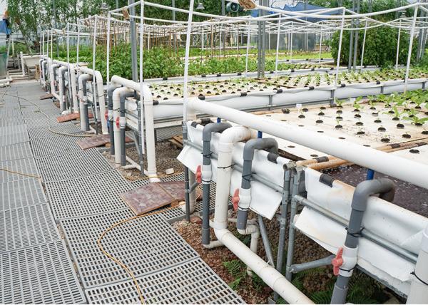 Auto Circulation PH Stable Dwc Grow System Deep Water Hydroponics