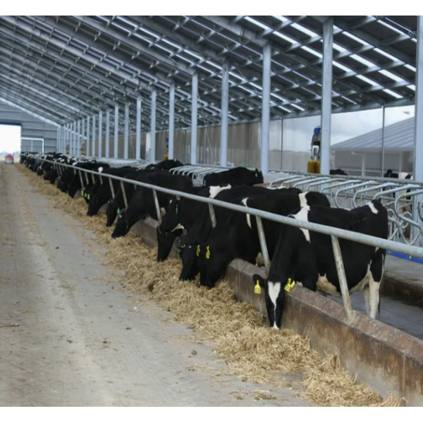 Galvanized Steel Rust Resistant Cattle Housing with Easy Assembly for Dairy and Beef Livestock Buildings