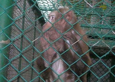 Chain Link Woven Chicken Wire Fence For Breeding Animals , 1-7.0mm Dia