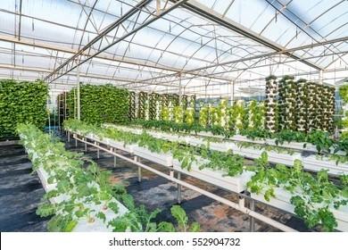4mm Superior Toughened Greenhouse Roof  Glass for Vagetables and Plants