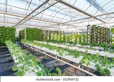 4mm Superior Tempered Pattern Greenhouse Roof Glass for Vagetables and Plants