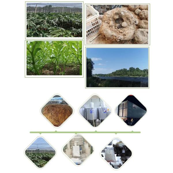 No Odour Shirataki Pasta Spaghetti Organic Konnyaku Konjak Noodle