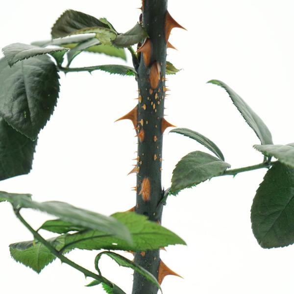 Fashion Dried Long Stem Rose Flower In Glass With Beautiful Appearance
