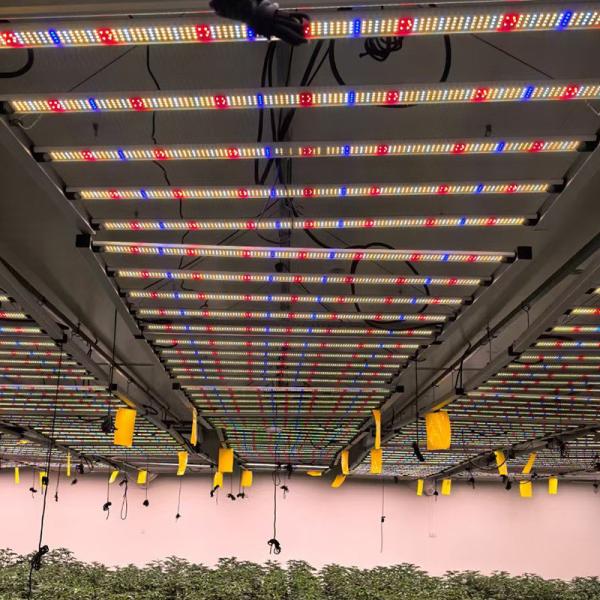 ANDY Full Spectrum LED Plant Grow Light 4x4ft 800W SAMSUNG LM301h EVO LM281b Led Grow Light pour les légumes et les fruits
