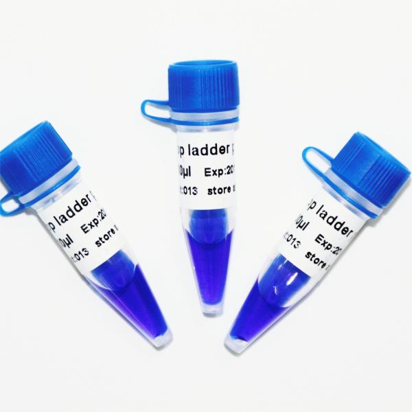 50bp Ladder Plus DNA Marker M1051 (50μg)/M1052 (50μg×5)