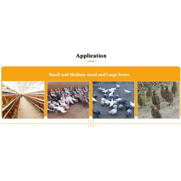 Galvanized Carbon Steel Frame Halal Poultry Slaughterhouse Equipment for Broiler Farm