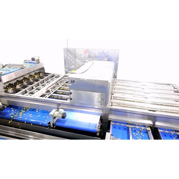 Clasificadora descascada 2 Ton/H de la nuez de la castaña de la eficacia alta