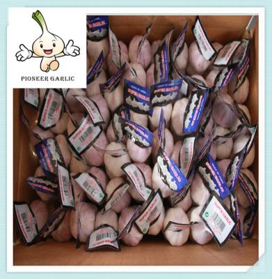 China New Fresh White Garlic- Variety High Quality Fresh Garlic White Garlic