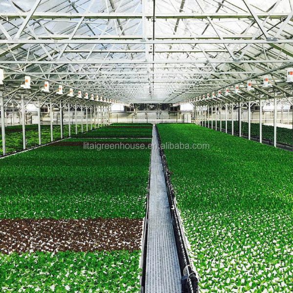 Seção 4m-5m Estufas A solução definitiva para o cultivo comercial sem solo