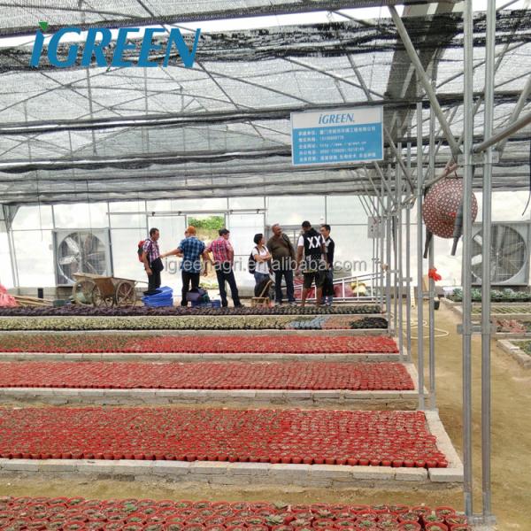 Roof Window Multi Tunnel Greenhouse With Zinc Coating 275gsm And Tunnel Width 8m