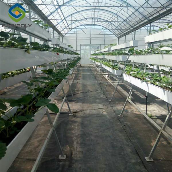 Efficient Strawberry Plant Greenhouse Easy To Install High Performance