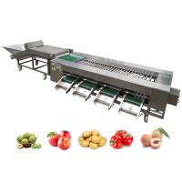 SUS304 Máquina de triagem em rolos de cítricos para linha de processamento de frutas e vegetais