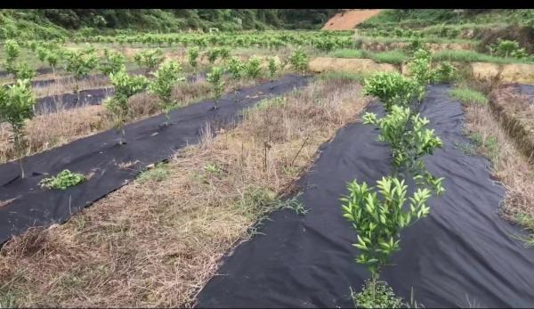 Da vegetação rasteira/paisagem da agricultura da tela do controle de ervas daninhas da tela verde preto tóxico não -