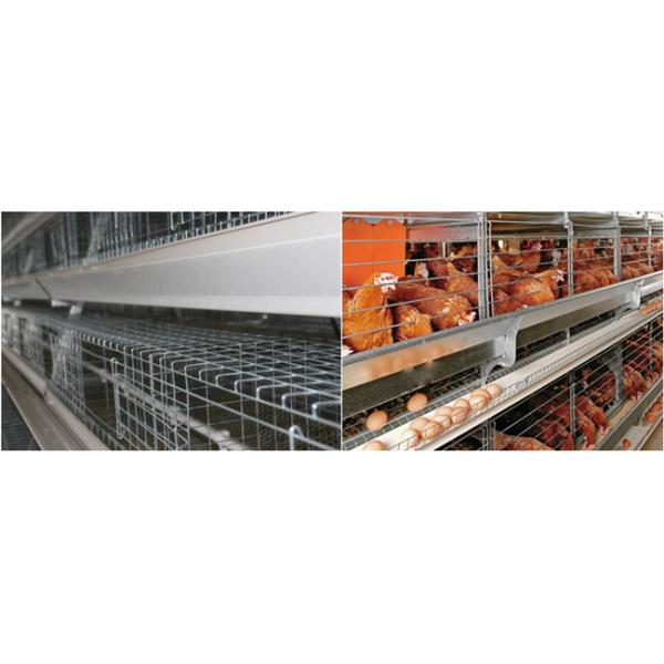 Gaiolas de colocação galvanizadas mergulhadas quentes do ovo para o tamanho da exploração agrícola de galinha 2m*2.4m*2m