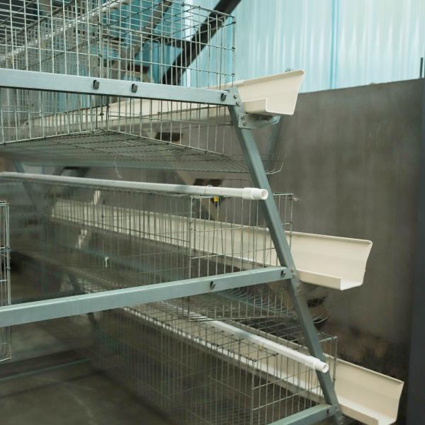 Automatic A-Type Battery Cage Equipment for Laying Chickens & Eggs Henhouse for Poultry Farming