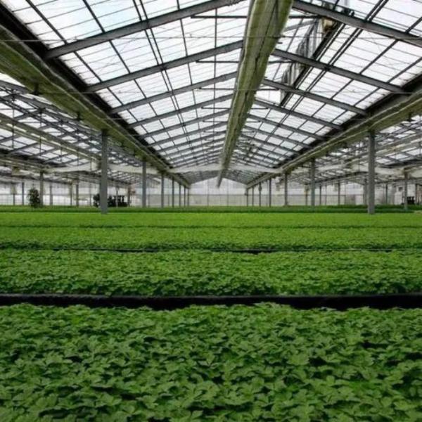 Commercial Photovoltaic Greenhouse with Film Cover Material and Unheated Heating