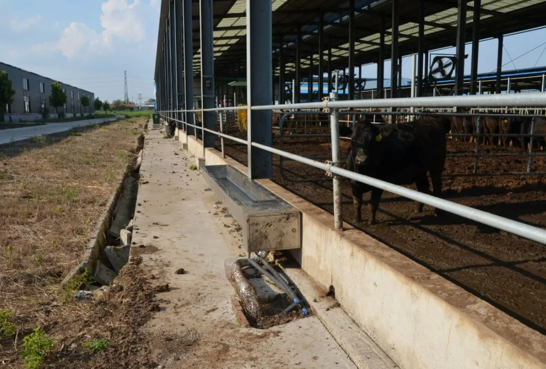 Modular Quick-Assembly Windproof Waterproof Low-Maintenance Steel Poultry House and Livestock Steel Shed