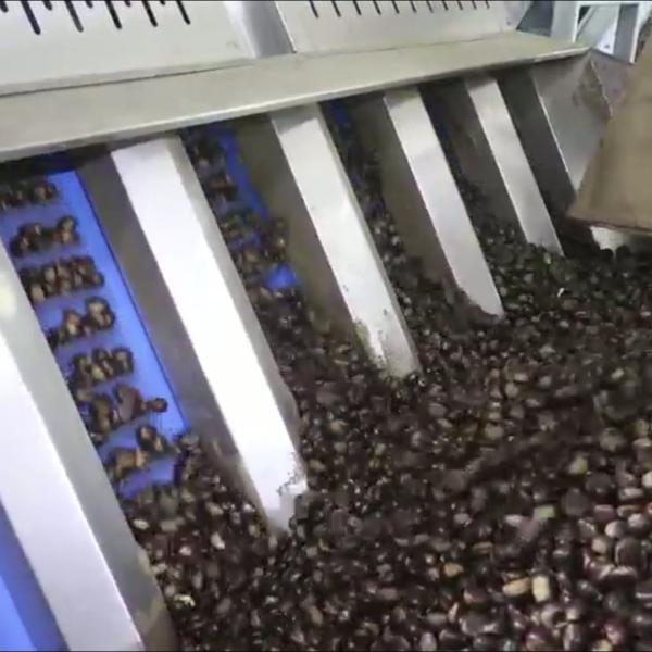 Experience Enhanced Efficiency with Our AI Powered, High Capacity, 304 Stainless Steel Chestnut Sorting Machine Featuring 8 Lanes + 8 Outlets for Optimized Processing.