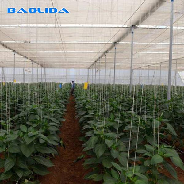 Automatic Control Polyethylene Film UV Protection Multi Span Greenhouse For Plants Growing