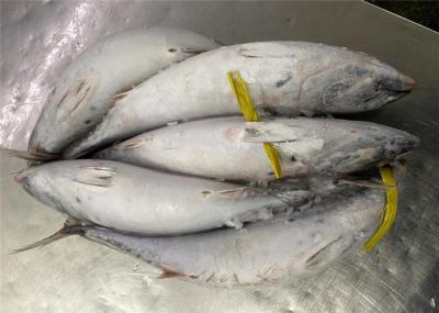 700g Frozen Bonito Fish