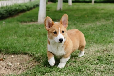 Safety Standard DDC Dog Food Beef Flavor For Enhanced Nutrition(863)