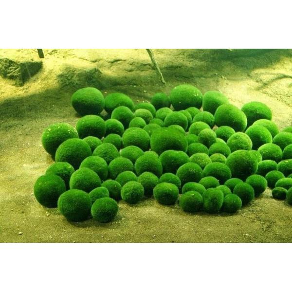 Chlorella Algae Powder 50%~60% Protein