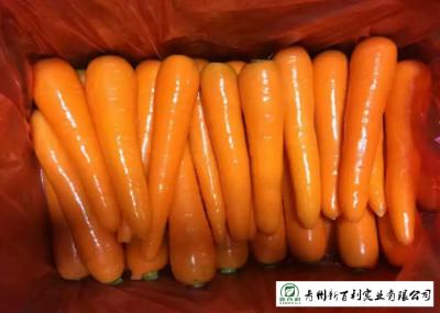 HACCP / GAP Standard Fresh Organic Carrots Own Plantation Supply To Supermarket