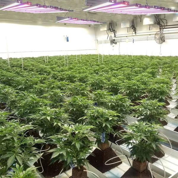 Aluminum Housing Led Plant Grow Light , Veg And Bloom Indoor Grow Lights Bar
