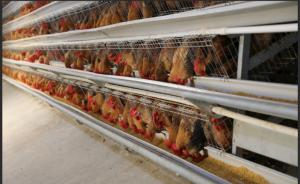 Stable And Durable Prefabricated Steel Structure Poultry Farm Building