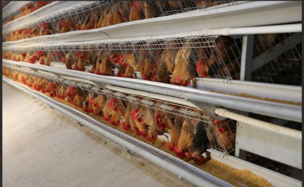 Stable And Durable Prefabricated Steel Structure Poultry Farm Building
