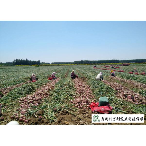 Big Size Fresh Yellow Onion Vacuum Packing Peeling Sell To Supermarket