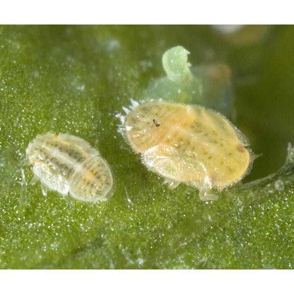 Химический пестицид Тиаметоксам Убивающий личинки Инсектицид, эффективный против рисовых кузнечиков Cotent 30% Тиаметоксам жидкий