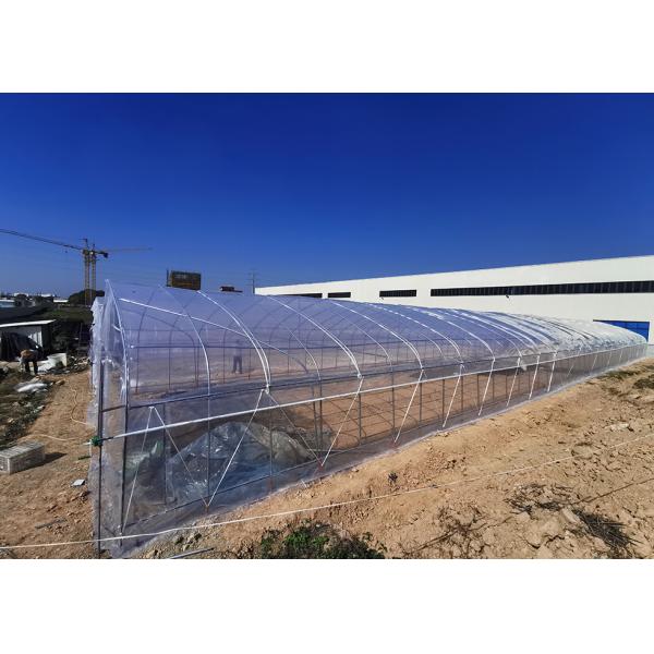 Vegetable Growing Single Span Greenhouse With Insect Screen Covering Material