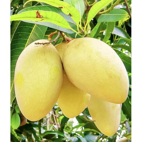 Water Soluble 95% Soy Protein Powder Plant Source Enzymatic Hydrolysis Amino Acids