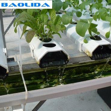 Tipo de vidro moderado agrícola estufa de Venlo com coluna de 48mm