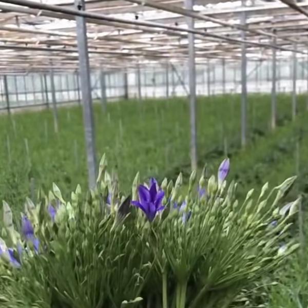 Reservatório de vidro para plantas de cultivo