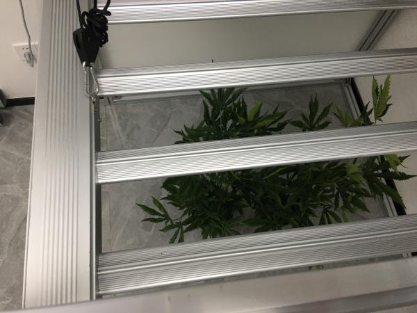 Famous Brand Driver Samsung LM301B 365nm Veg Grow Light