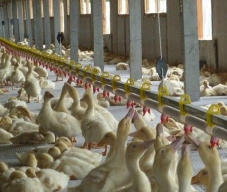 Полноавтоматическая система пьяницы ниппели цыпленка 12 PP птиц
