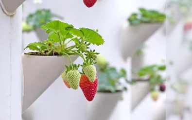 Organic Natural Seaweed Extract Fertilizer Total Water Soluble For Strawberry Plants