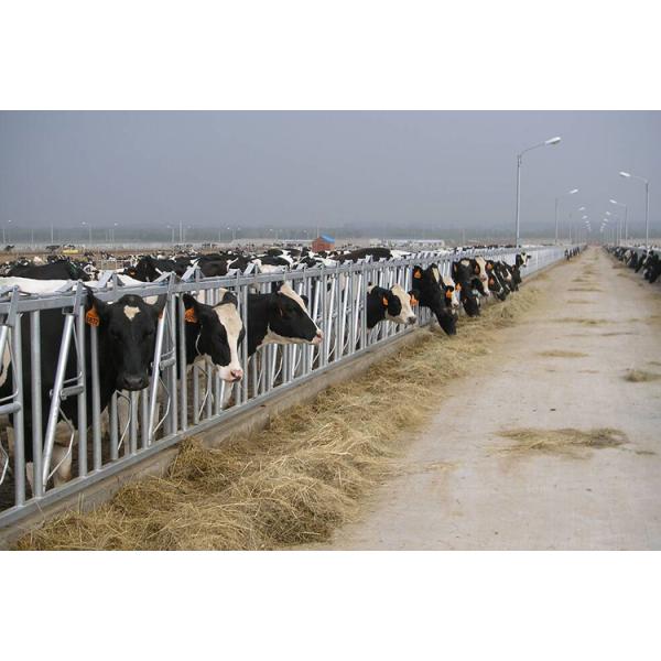 замок скотин стальной трубы 0.75m/position главный для обрабатывать молочной фермы питаясь