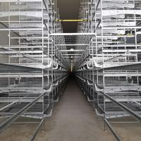 Tipo galvanizado gaiola de 3-10Tiers H da camada, 384 gaiolas de colocação do ovo da galinha