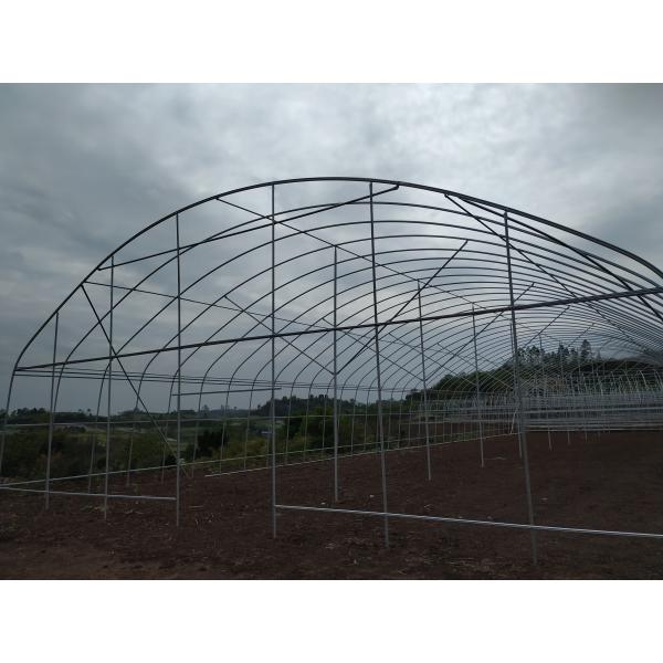 PE Tunnel Single Span Greenhouse Hot Galvanized Steel Transparent Color