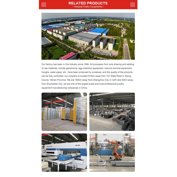 Цыпленоки дня батареи старые арретируют разводить клетку цыпленка для цыпленока слоя